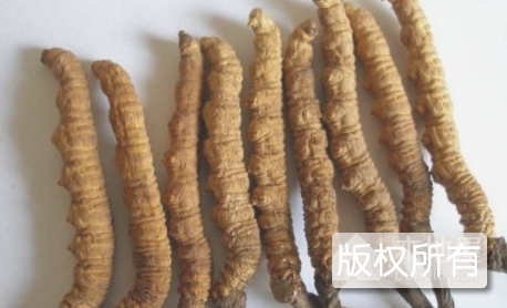 玉川虫草