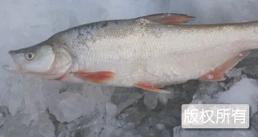 梁子湖红尾鱼