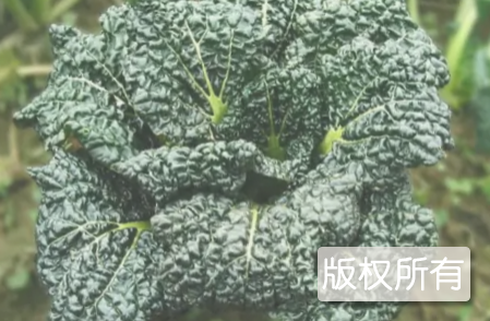 随州泡泡青