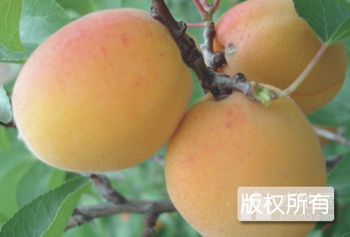 北山大扁杏