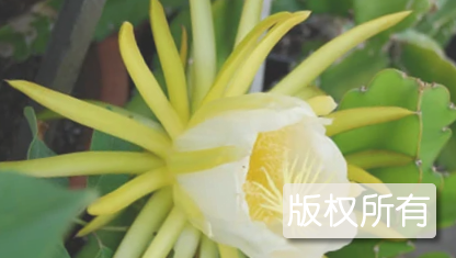 七星剑花