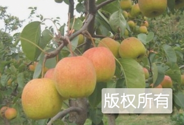 红南果梨