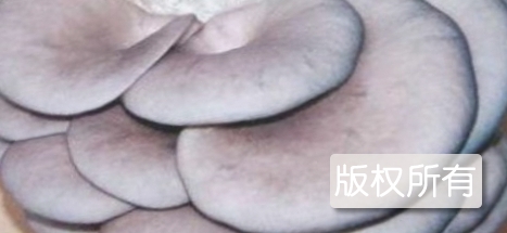 明水双兴平菇
