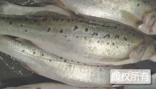 淡水鲜鱼