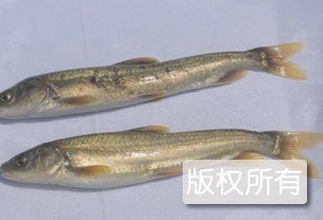 青海湖裸鲤