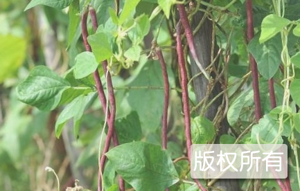 无公害干豇豆