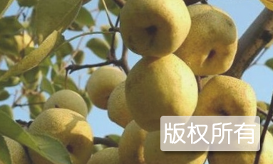 郝圩酥梨