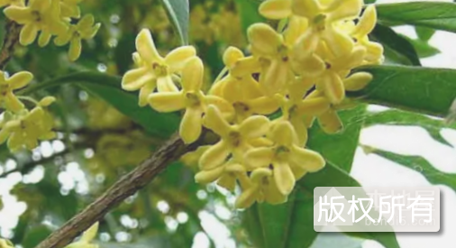 西湖桂花节