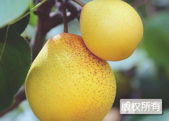 百里飘香苹果梨