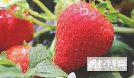 昌平草莓