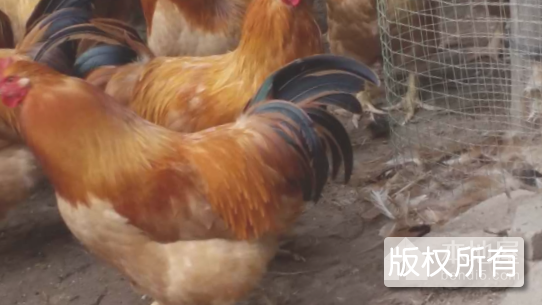 康乐黄鸡