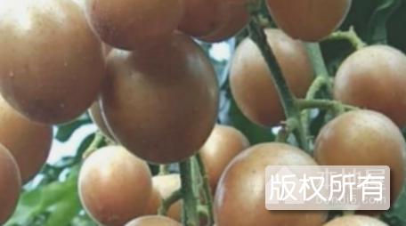 蜜味黄皮