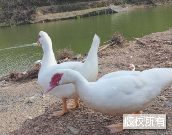 金华番鸭