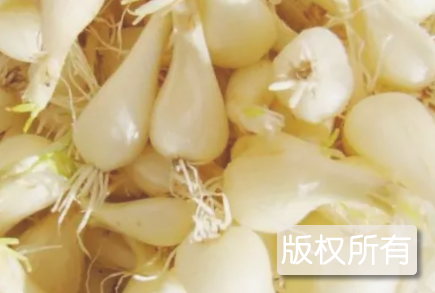 舒安藠头