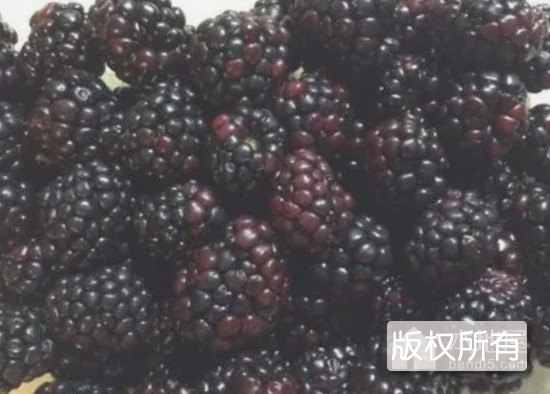青梅制品