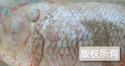 清蒸加吉鱼