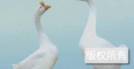 皖西白鹅
