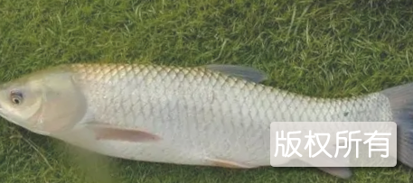 长江脆肉绍