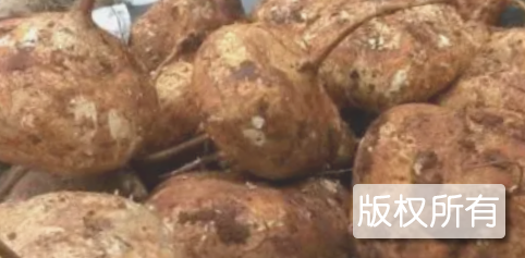 宾亨沙葛