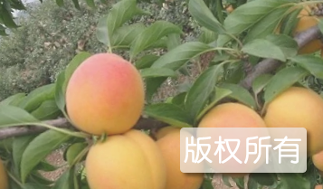 龙廷杏梅