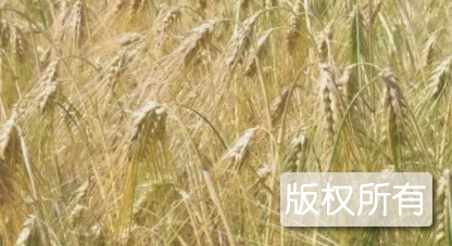 壤塘青稞
