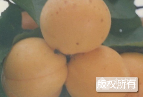 红荷包杏