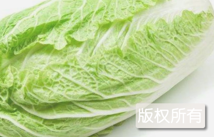 白沙大白菜