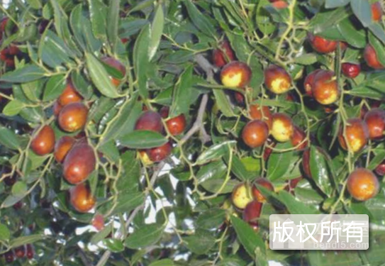 望都小枣