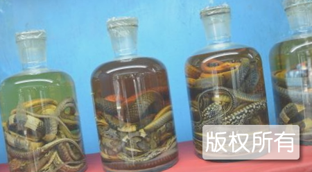 光泽蛇酒