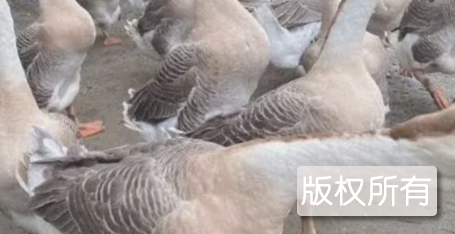 黄鬃鹅