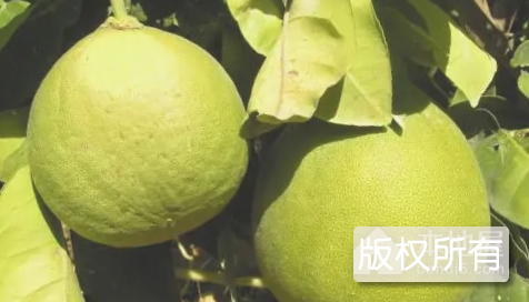 柚子