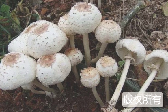 永昌蘑菇