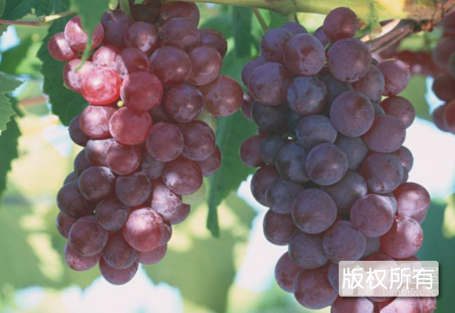 茶淀葡萄