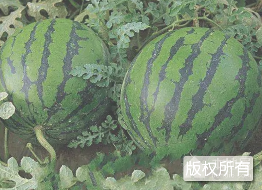 中牟西瓜