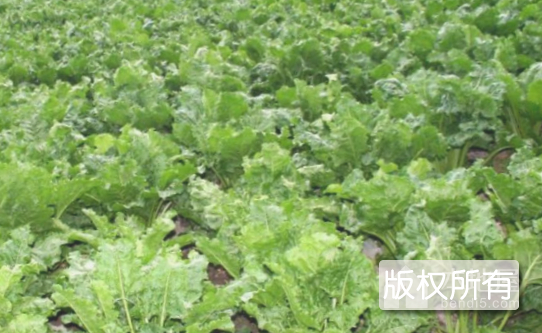 讷河甜菜