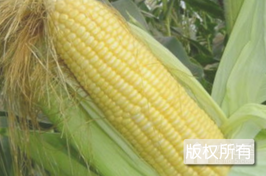 覆膜玉米