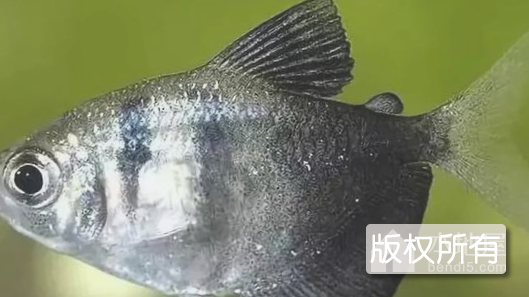黑裙鱼