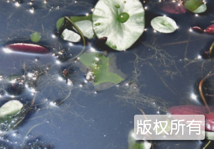 马湖莼菜