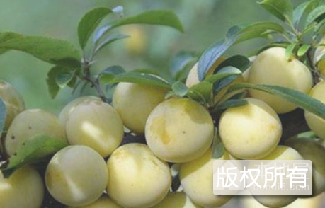 芳畈玉皇李