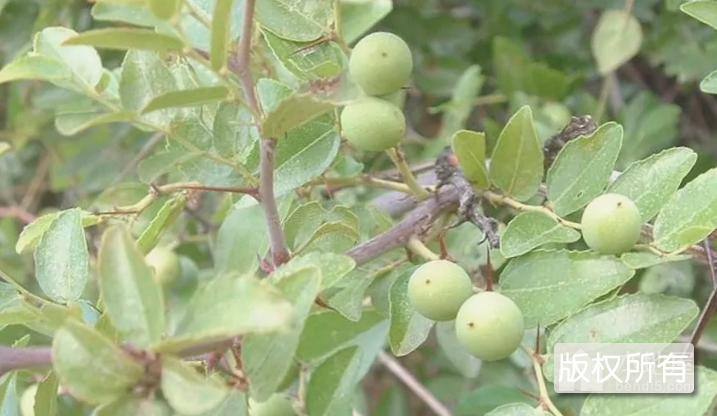 野生酸枣