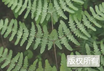 柘林湖蕨菜
