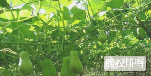 岳西佛手瓜