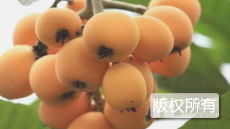 沪香枇杷