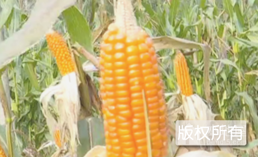 “灯笼红”玉米