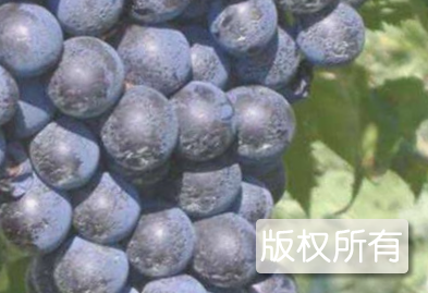 龙凤葡萄珠