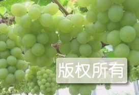 京玉葡萄