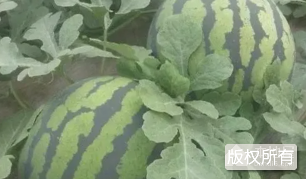 两湖牌西瓜
