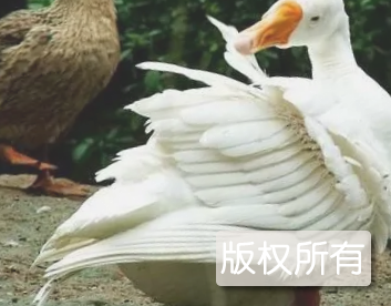 江山白鹅