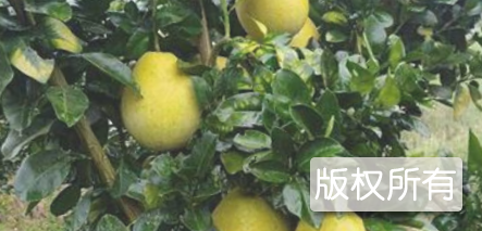 贡井龙都早香柚