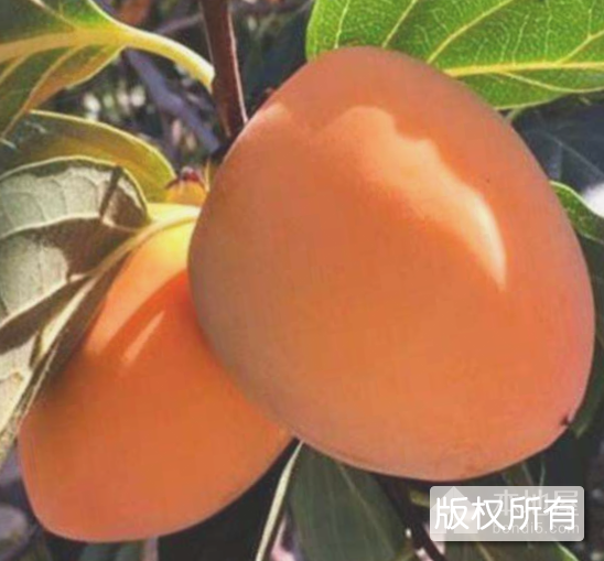 新安牛心柿